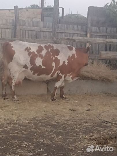 Корова дойная