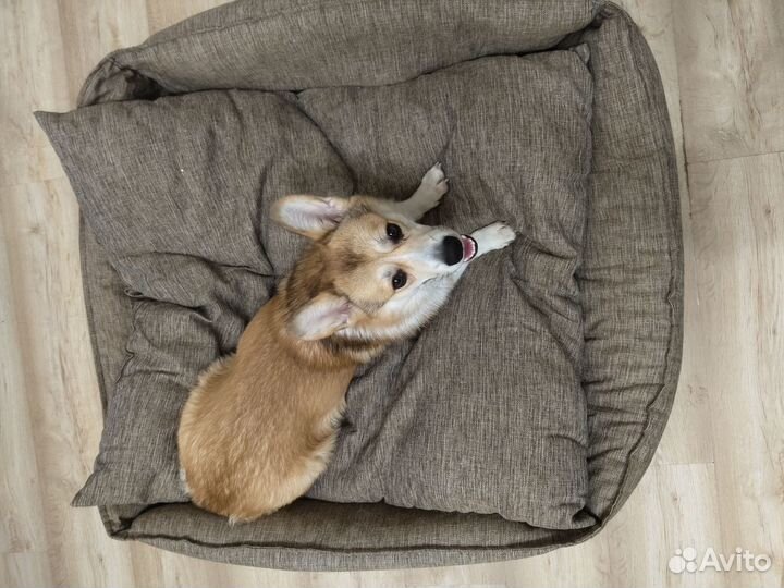 Лежанка для животных 85х85см