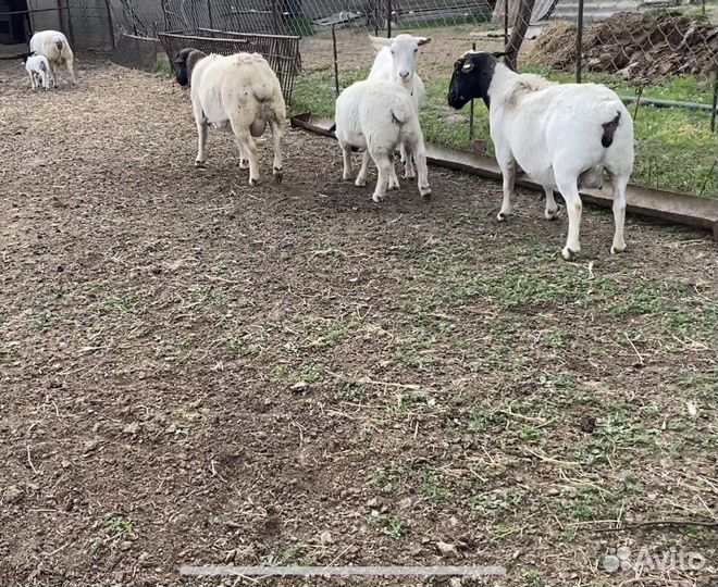 Дорпер (чистые) матки