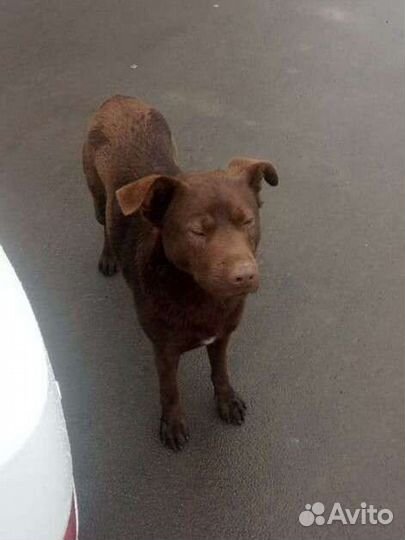 Каштан ищет дом