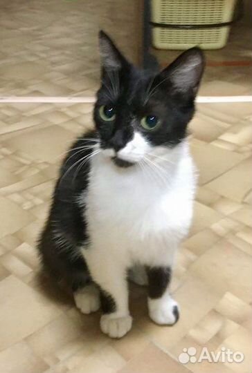 Кошечка Маруся мурчащим другом в Ваш дом)