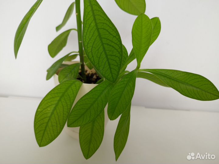 Молочай синадениум