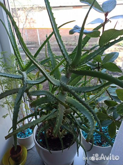 Алоэ столетник