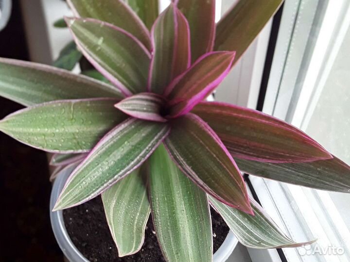 Рео,антуриум,спатифилиум,гибискус,цинерария