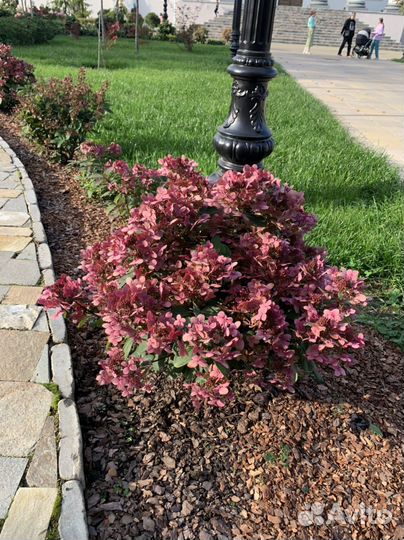 Миниатюрная гортензия Полистар