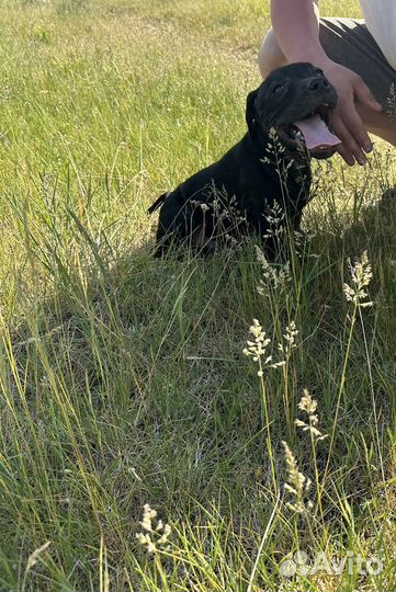 Щенки Стаффордширский бультерьер