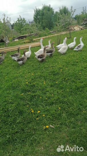 Павлины и индюки