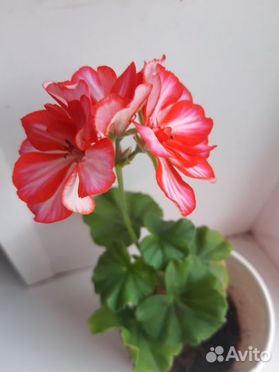 Пеларгония плющелистная