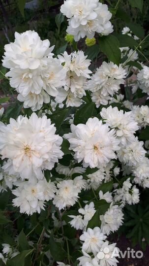 Спирея розовая Литл Принцесс