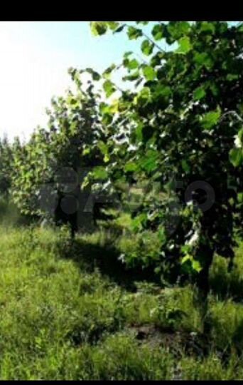 Участок 6,5 сот. (СНТ, ДНП)