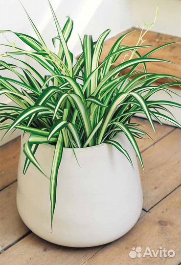 Хлорофитум