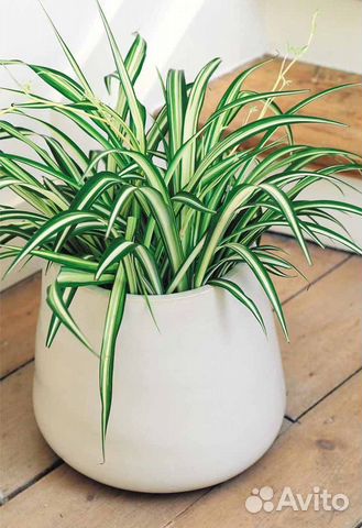 Хлорофитум