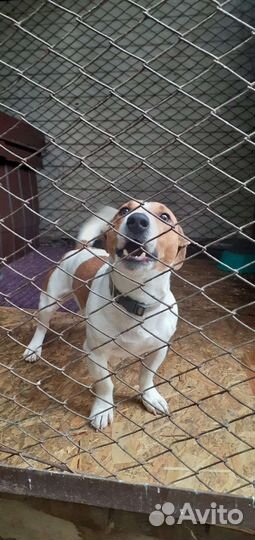 Передержка для собак