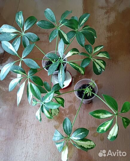 Шефлера вариегатная