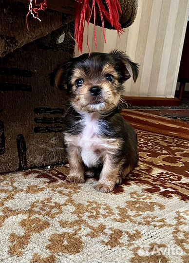 Йоркширский терьер мини щенки
