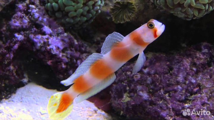 Дори, немо, рыба