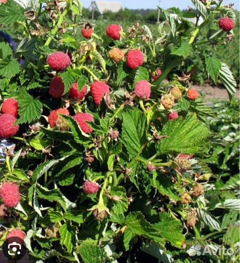 Малина Таруса (саженцы)