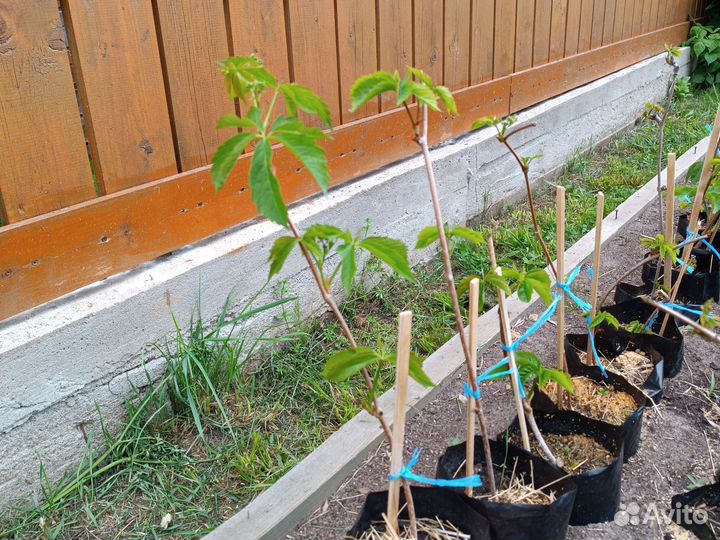 Растения для сада