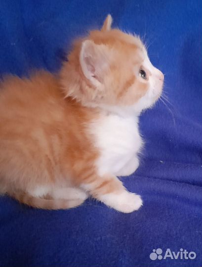 Рыжий котик