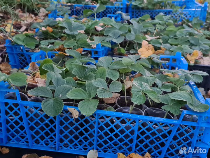 Саженцы клубники зкс – ремонтантный сорт «Вивара»