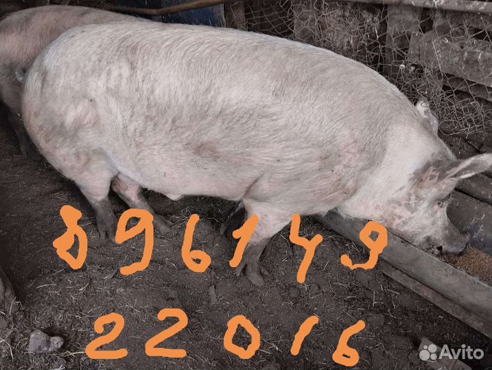 Продам хряка