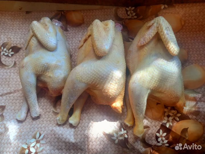 Тушки молодых петушков