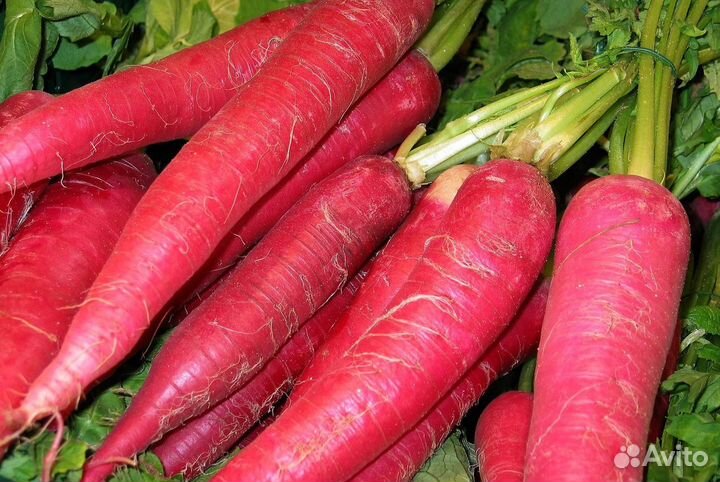 Семена редьки, дайкона