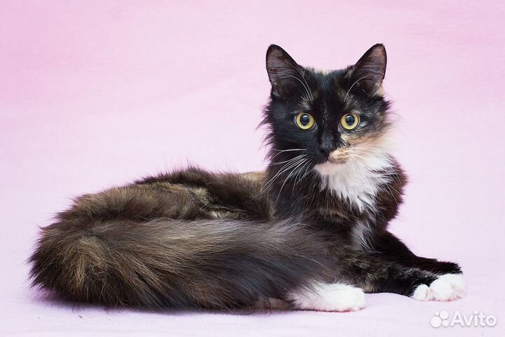 Ласковая кошечка Кутаиси ищет дом