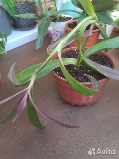 Традесканция / рео, спатифиллум, аглаонема. Цветы