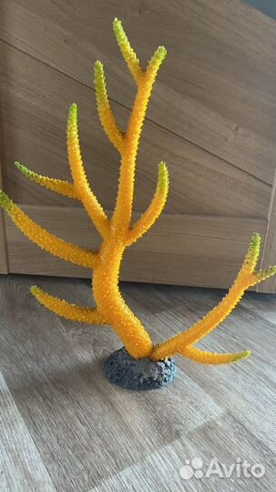Кораллы для аквариума