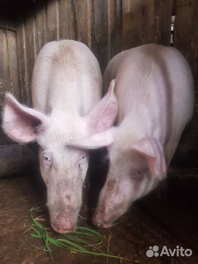 Свинина живым весом