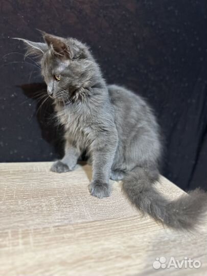 Котята мейн-кун