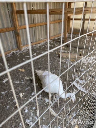 Павлины фазаны