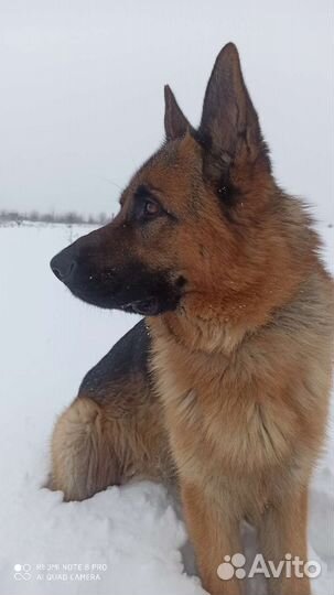 Вязка собак