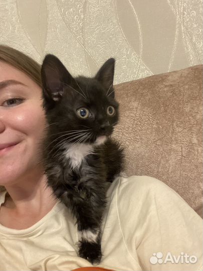 Кошка в дар