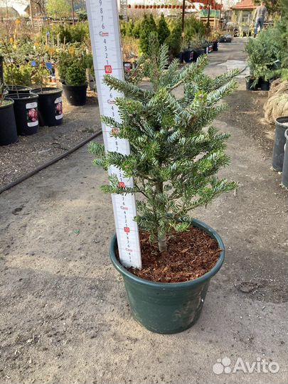 Пихта корейская бриллиант, сильберлок