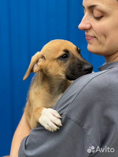 Щенок тедди