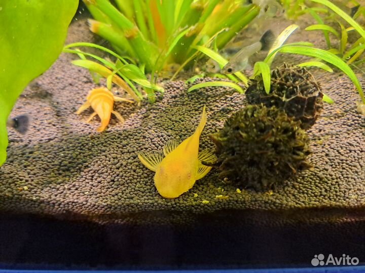 Анциструс альбинос