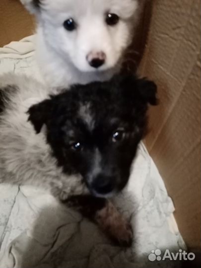 Щенки дворняжки бесплатно