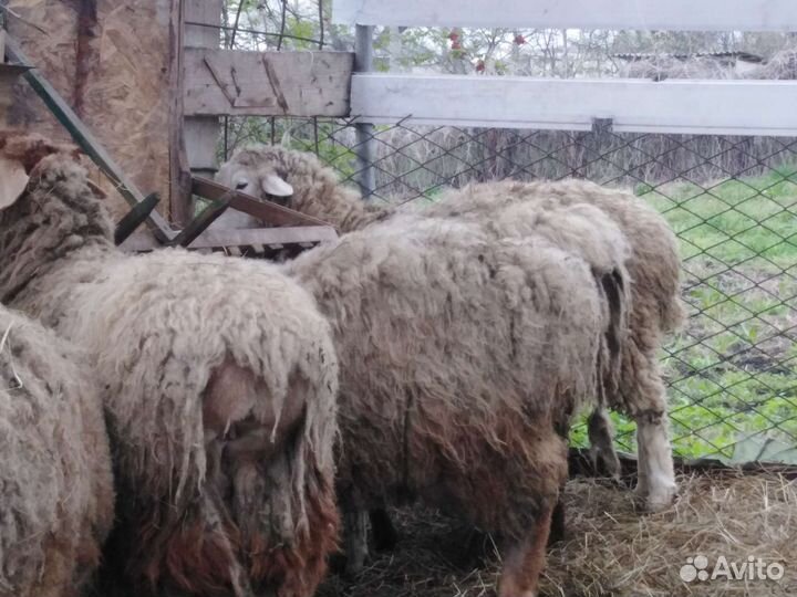 Бараны крупной породы