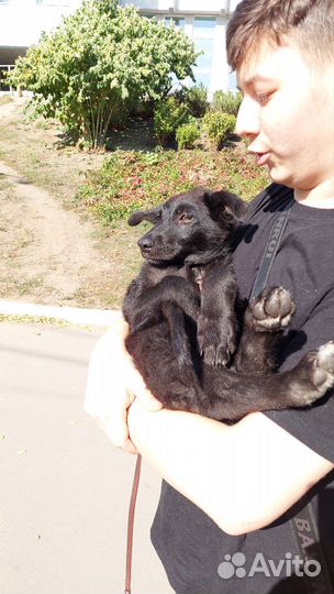 Собака в добрые руки щенок
