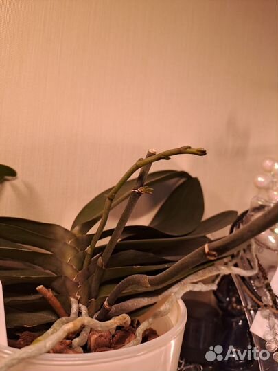 Орхидея фаленопсис Паприка бабочка