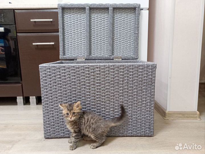 Сундук из ротанга