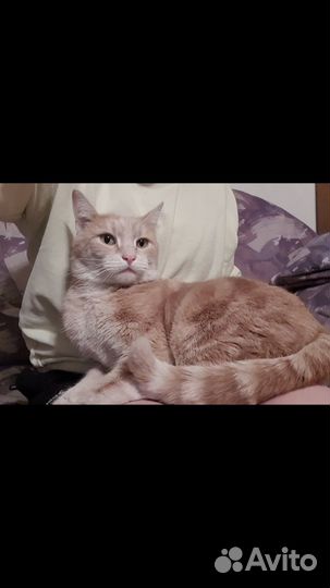 Рыжий добрый кот ищет дом в добрые руки