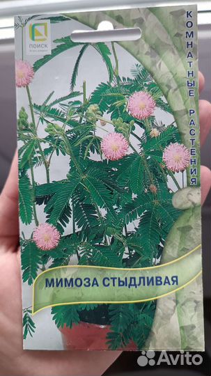 Мимоза стыдливая