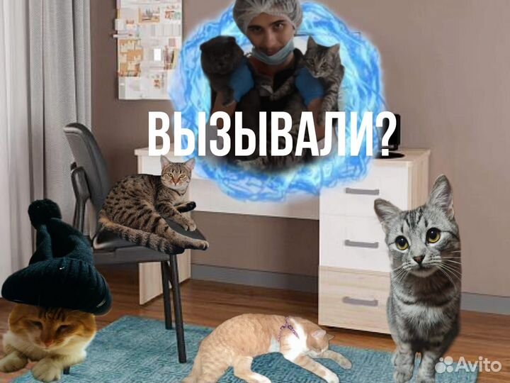 Услуги Ветеринарного Врача