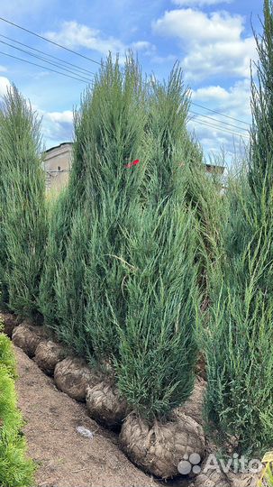 Сосна клён туя смарагд, кедр, береза Брабант ель