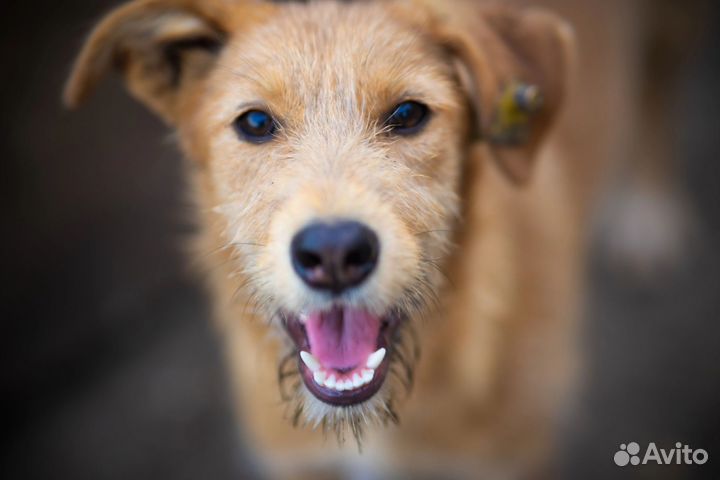 Ирландский терьер