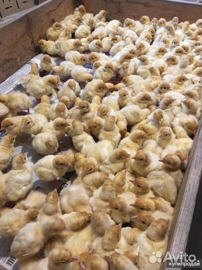 Индюшата Hybrid Converter недельные/двухнедельные