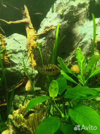 Цихлазома чернополосая